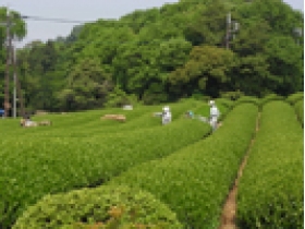 【特上プレミアム煎茶】富士のやぶきた あと恋茶 八十八夜茶 100g入