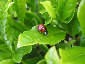 【最高級プレミアム煎茶】富士のやぶきた あと恋茶 走り新茶 100g入